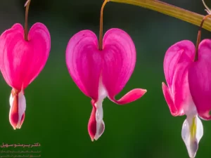 جراحی واژینوپلاستی