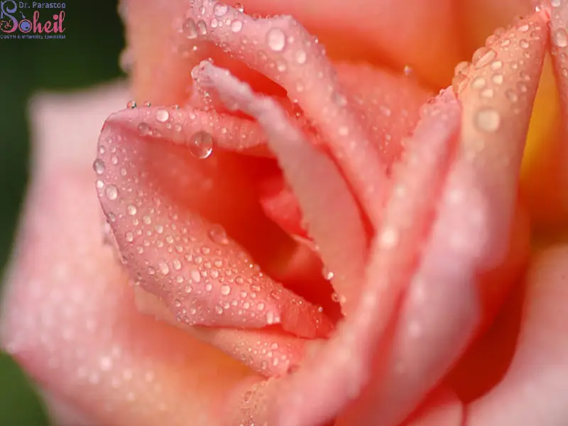 بیرون زدگی لابیا مینور