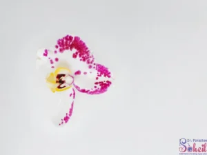 جراحی ترمیمی لابیاپلاستی